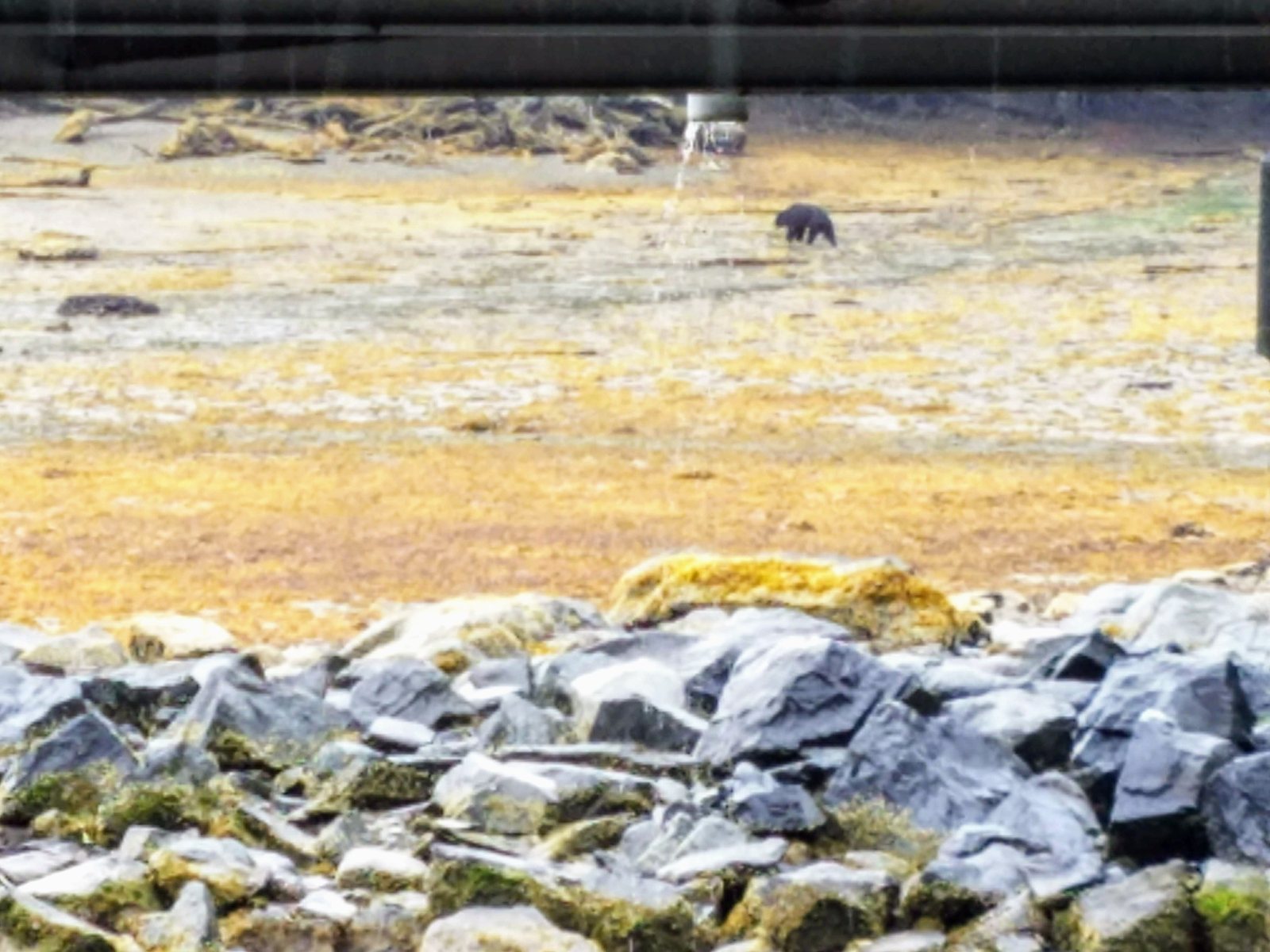 A black bear on the rocky shoreline outside Ketchikan, seen from a road above the water